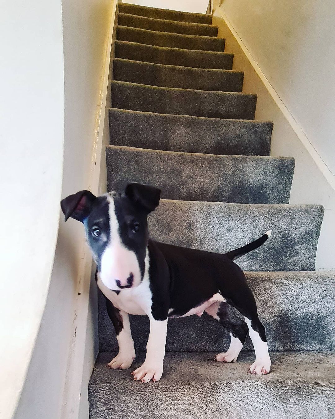 William, männlicher Bull Terrier Welpe